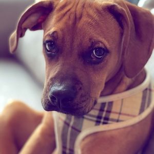 Meet your Posher, Paula